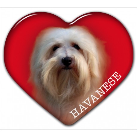 Dekal med Bichon Havanais