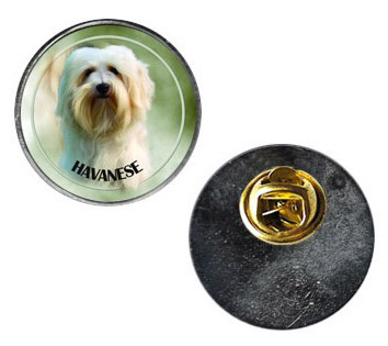 Pin med Bichon Havanais