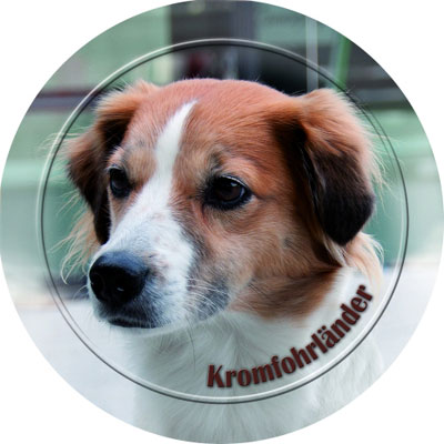 Dekal med Kromfohrländer