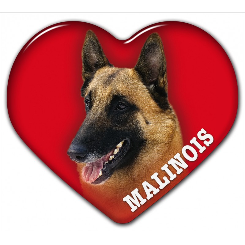 Dekal med Belgisk Vallhund Malinois