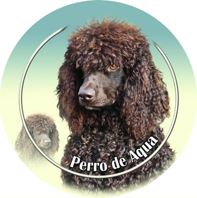 Dekaler med Portugisisk Vattenhund