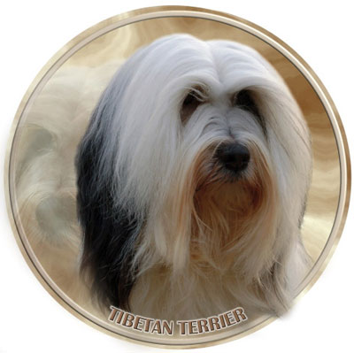 Dekal med Tibetansk Terrier