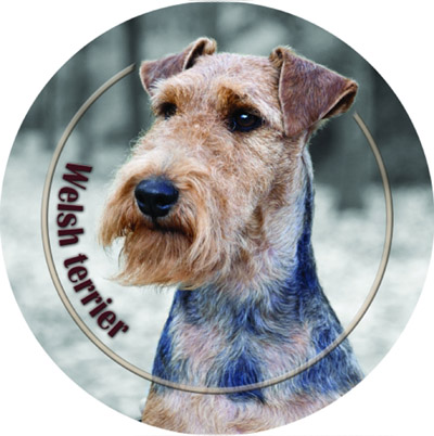 Dekal med Welshterrier