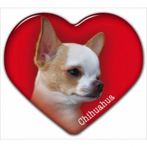 Dekal med Chihuahua Korthårig