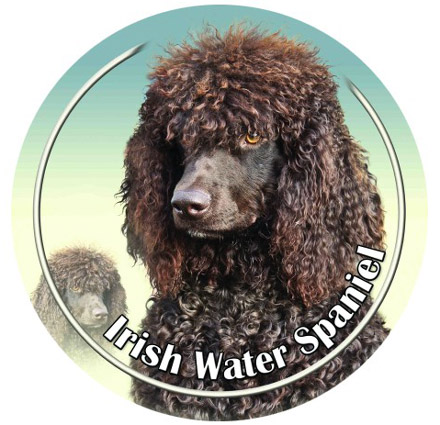 Dekal med Irländsk Vattenspaniel