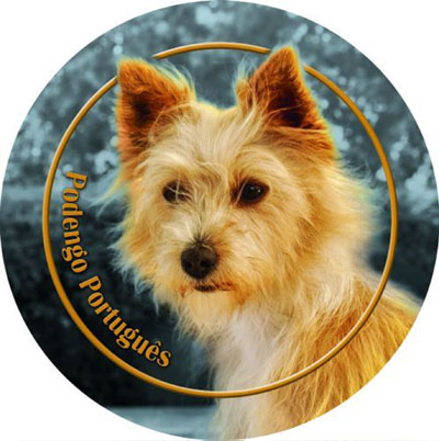Dekal med Podengo Portugues