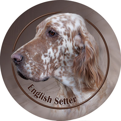 Dekal med Engelsk Setter