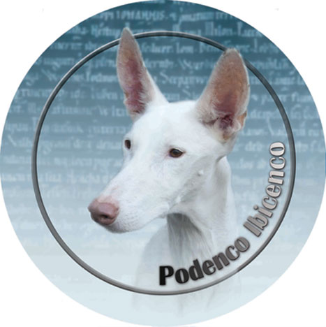 Dekal med Podenco Ibicenco