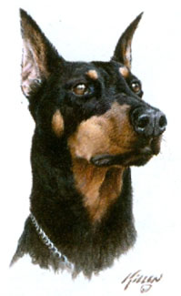 T-shirt med Dobermann