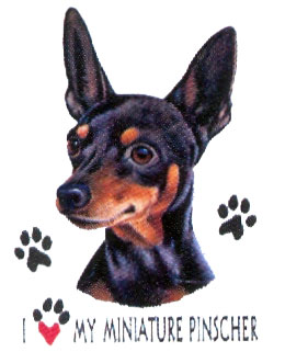 Collegetröja med Dvärgpinscher