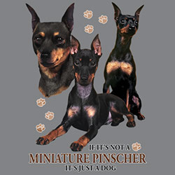 Collegetröja med Dvärgpinscher