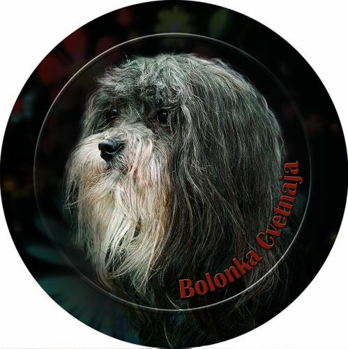 Dekal med Bolonka Zwetnaya