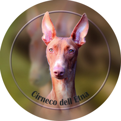 Dekal med Cirneco dell Etna