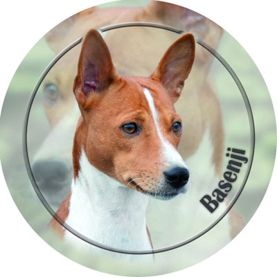 Dekal med Basenji