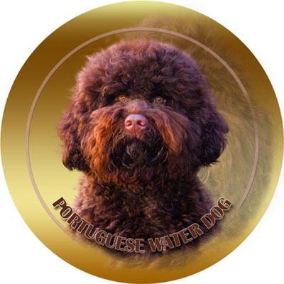 Dekal med Portugisisk Vattenhund
