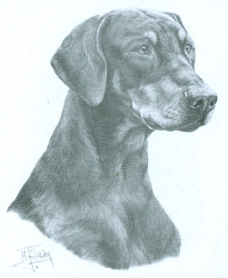 Collegetröja med Dobermann