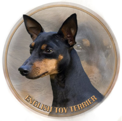 Dekal med English Toy Terrier