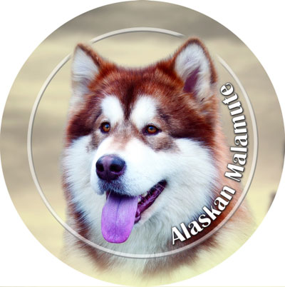 Dekal med Alaskan Malamute
