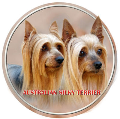 Dekal med Silkyterrier