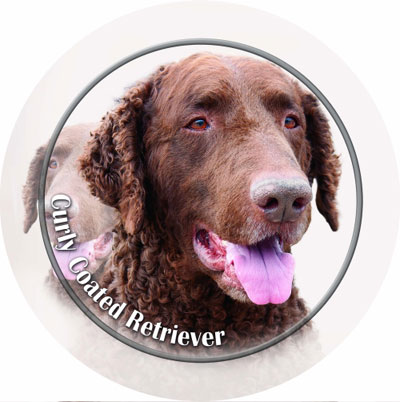Dekal med Curly Coated Retriever