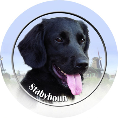 Dekal med Stabyhoun