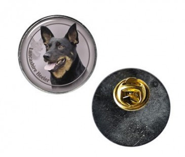 Pin med Lancashire Heeler