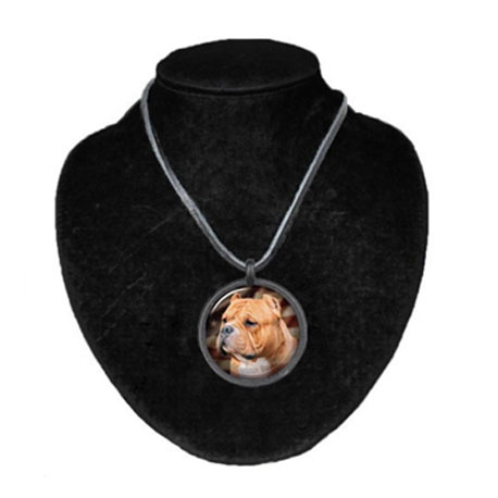 Halsband med American Bully