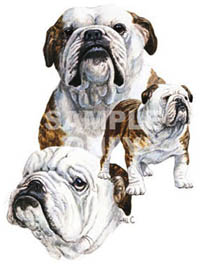 T-shirt med Engelsk Bulldogg