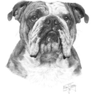 T-shirt med Engelsk Bulldogg