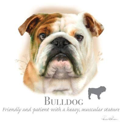 Collegetröja med Engelsk Bulldogg