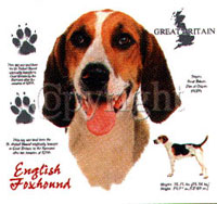 T-shirt med Foxhound