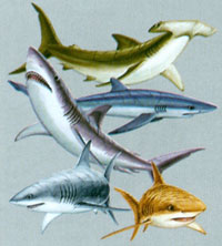 Huvjacka med hajmotiv