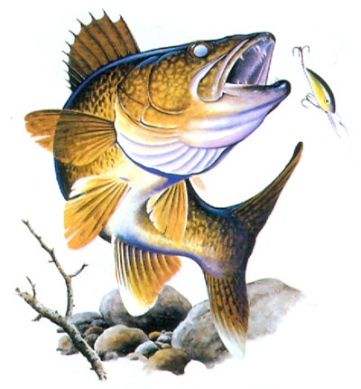 Huvjacka med fiskemotiv