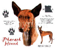 Collegetröja med Faraohund