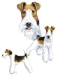 T-shirt i barnstorlek med Strävhårig Foxterrier