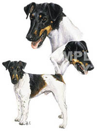 Collegetröja med Släthårig Foxterrier