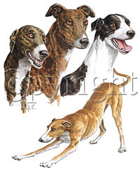 T-shirt med Greyhound