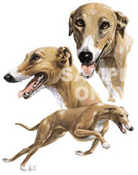 V-ringad t-shirt med Greyhound