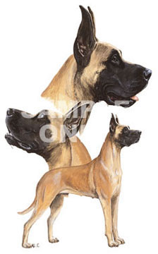 Tygkasse med Grand Danois