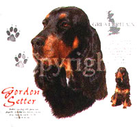 T-shirt med Gordonsetter