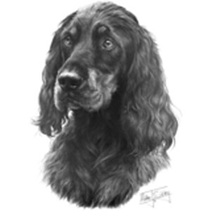 T-shirt med Gordonsetter