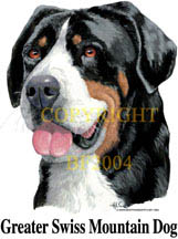 Huvjacka med Grosser Schweizer Sennenhund