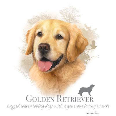 Huvjacka med Golden Retriever