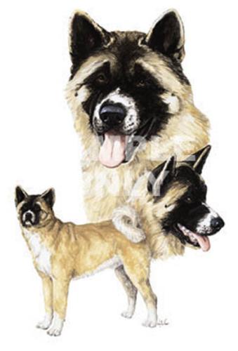 T-shirt i barnstorlek med American Akita