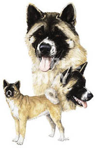 T-shirt med American Akita
