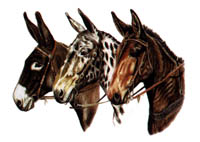 T-shirt med åsnemotiv