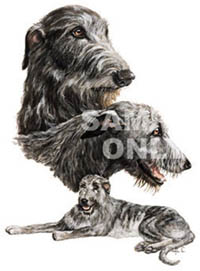 T-shirt i barnstorlek med Irländsk Varghund