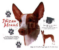 T-shirt med Ibizan Hound