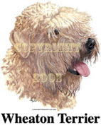 T-shirt med Irish Softcoated Wheaten Terrier