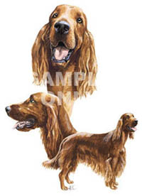 T-shirt med Irländsk Setter